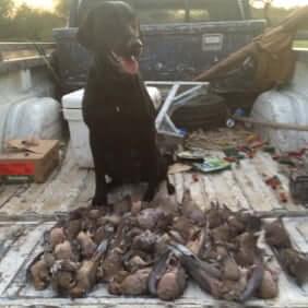 Dove Hunting