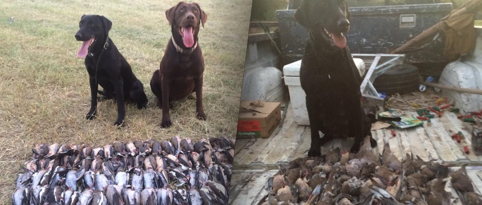 Dove Hunting Header Image